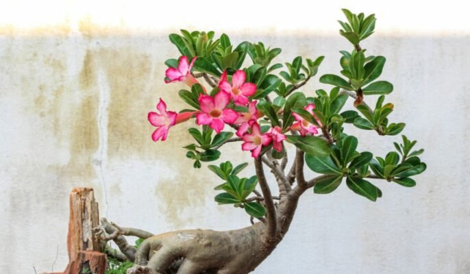 How to grow and take care of Desert Rose