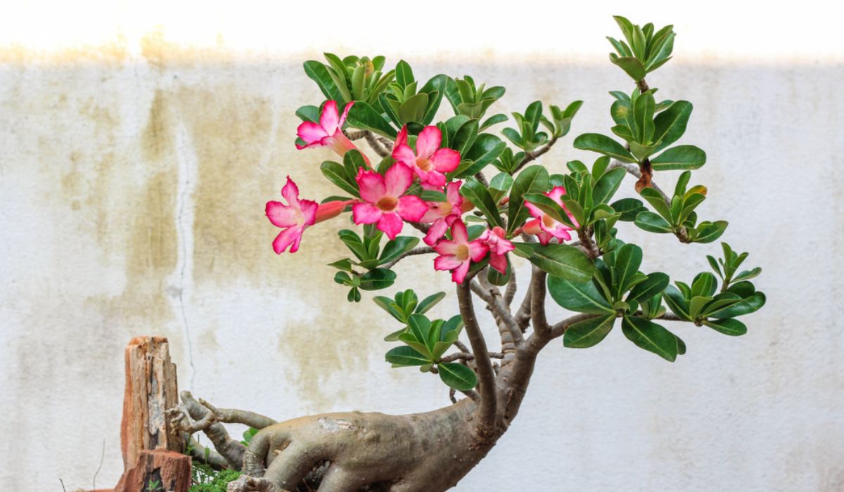 Adenium obesum (Desert Azalea, Desert Rose, Impala Lily, Kudu Lily, Mock  Azalea, Sabi Star)