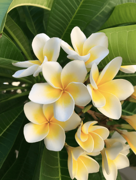 Most Popular Indian Flowers To Grow In Your Garden