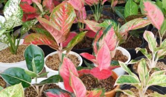 How to maintain and care for Aglaonema