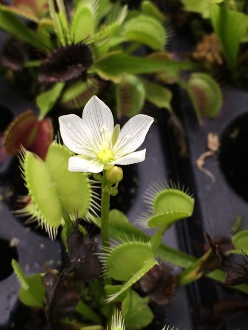 Is Venus Flytrap an apt house plant