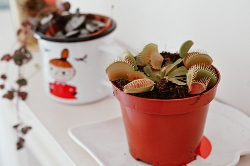 Is Venus Flytrap an apt house plant