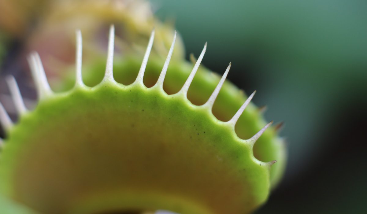 Venus Flytrap Facts, Benefits, Grow & Care Tips in 2023
