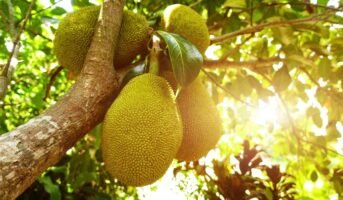 Jackfruit tree: How to grow and care for it?
