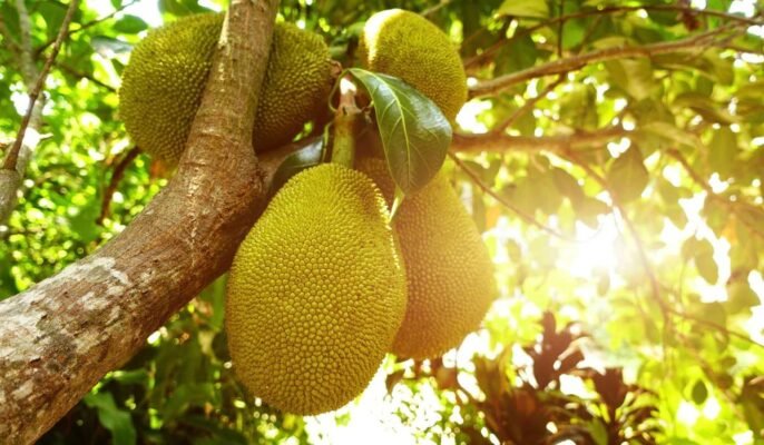 Jackfruit: Know how to grow and care for this fruit