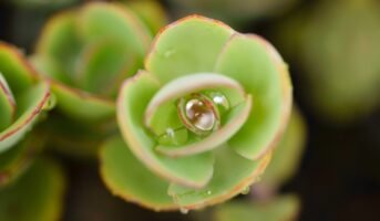 Kalanchoe Fedtschenkoi: Everything you Need to Know