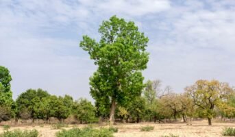 Khaya senegalensis: Plant the senegal mahogany in your backyard