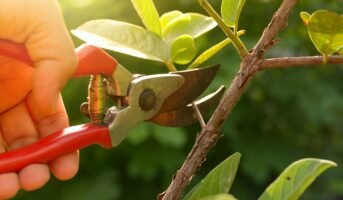 Pruning: How to grow and maintain your garden