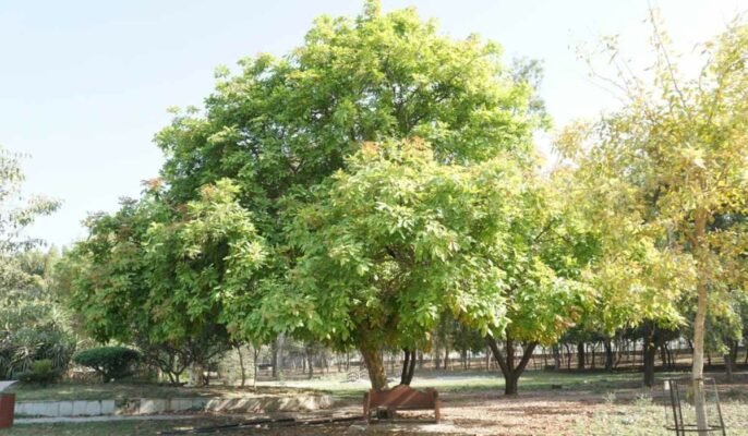 Kusum tree Facts, features, growing tips, and uses of Ceylon oak