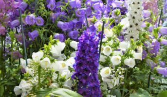 Larkspur: Facts, How to Grow and Care for the Plant?