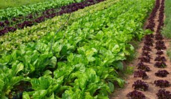 Lettuce Vegetable: Benefits, uses and plant care