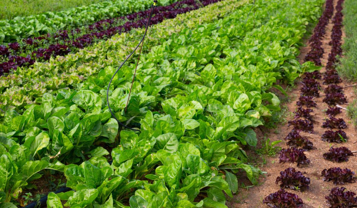 Lettuce Vegetable Benefits Uses And Plant Care lettuce-vegetable-benefits-uses-and-plant-care