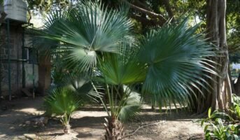 Livistona chinensis: Features, uses and caring for the plant