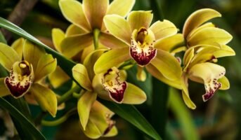 Lloyd’s Botanical Garden: All you Need to Know