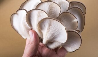 Mushroom Seeds: Physical Description, Types In 2023