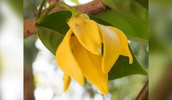 Manoranjitham: Facts, Features, Grow and Care Tips