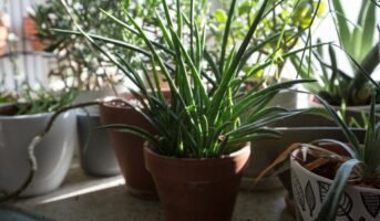 Syngonanthus Chrysanthus Mikado: Benefits and Growing Tips