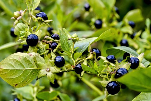 Nightshade: Facts about poisonous plants of the nightshade family
