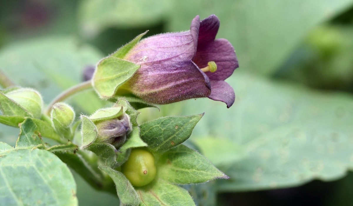 Nightshade Plants Facts Varieties Care Tips Benefits Uses