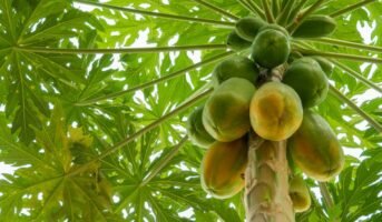 Papaya Tree: Growing and Caring Tips for Delicious Fruit