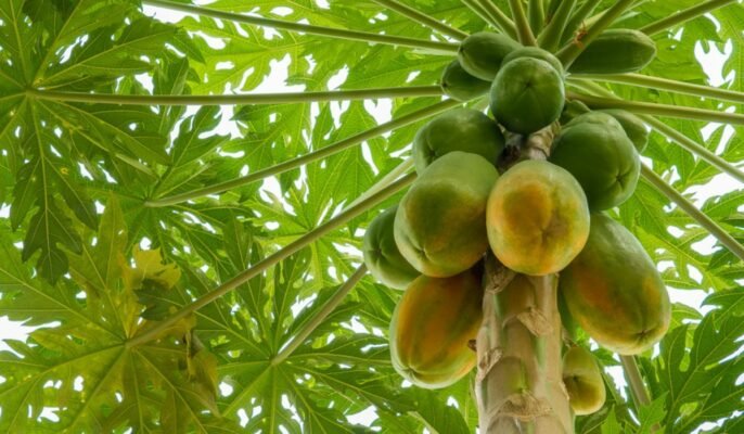 Kansen factor vaak Papaya Tree: Growing and Caring Tips for Delicious Fruit