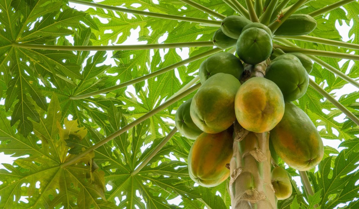 Know all about Papaya tree | Housing News