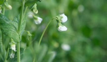 Pea Flower: How to Grow and Uses