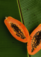 Papaya Tree: Growing and Caring Tips for Delicious Fruit