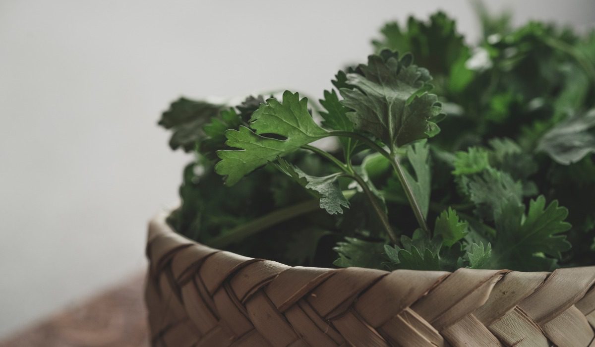 Parsley leaves Facts, types, uses, growth and maintenance