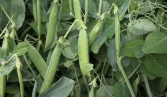 Pea plant: How to grow and care for it?