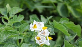 Botanical Name Of Potato: Facts, Maintenance, Caring Tips