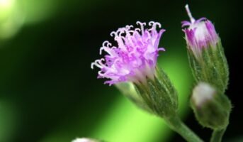 Purple Fleabane: How to grow and care for it?