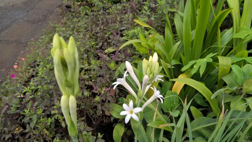 Rajnigandha Flower: How to grow the Rajnigandha plant at home?
