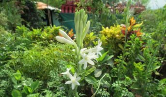 How to grow Rajnigandha flower plant at home?