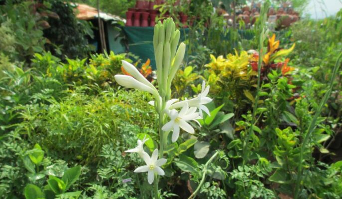 Rajnigandha Flower: How To Grow Rajnigandha Plant At Home?