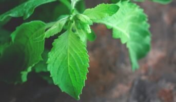 Tulsi plant: How to grow and care for it at home?