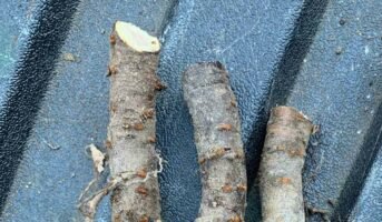 Rooting Media for Hardwood Cutting: Maximize Plant Growth
