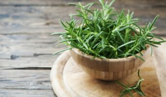 Rosemary: How to grow and care for it?
