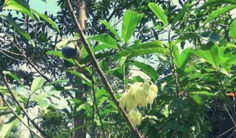 Rudraksha plant: How to grow and care for Elaeocarpus Ganitrus?