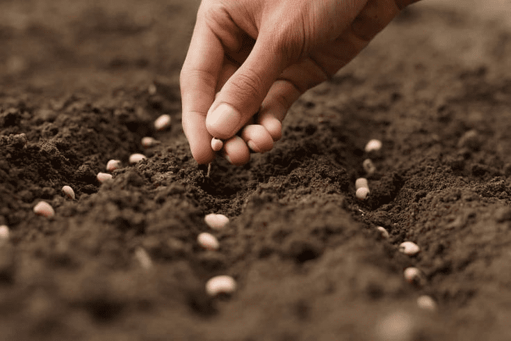 Seed Propagation: What is it and what are its advantages? Seed Propagation: What is it and what are its advantages?