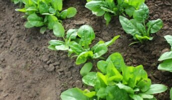 Spinach Plant: Facts, How to Grow, Care Tips