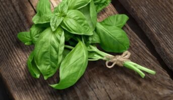 Basil Patta How to Grow and Maintain Tips