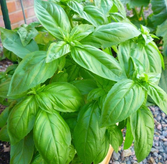 Basil Patta How to Grow and Maintain Tips