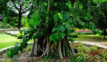 Sacred Fig/Peepal tree: Facts, significance and medicinal benefits
