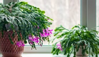 Schlumbergera Truncata: How to Grow and Care