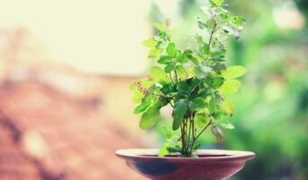 Should the Tulsi plant be given as a gift?