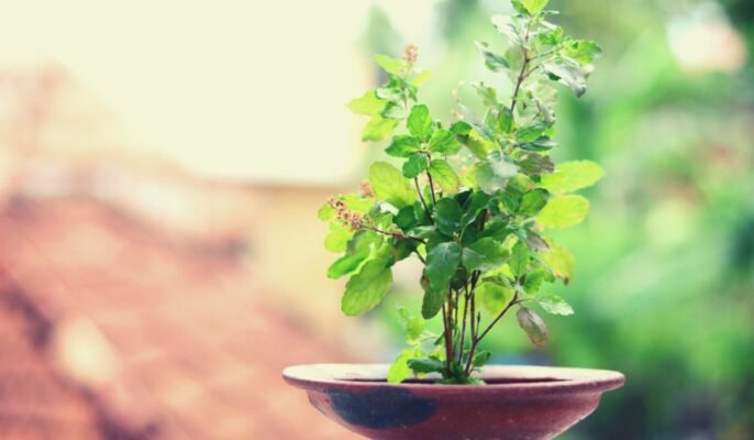 Should the Tulsi plant be given as a gift?