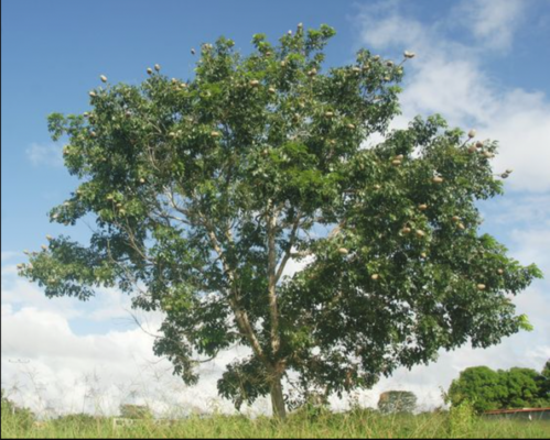 Swietenia macrophylla: All about the big-leaf mahogany