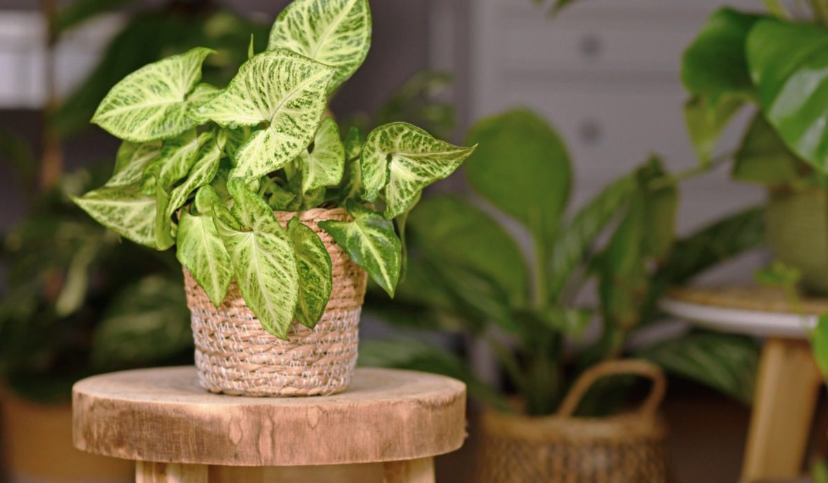 Syngonium plant Facts, uses, how to grow and care tips