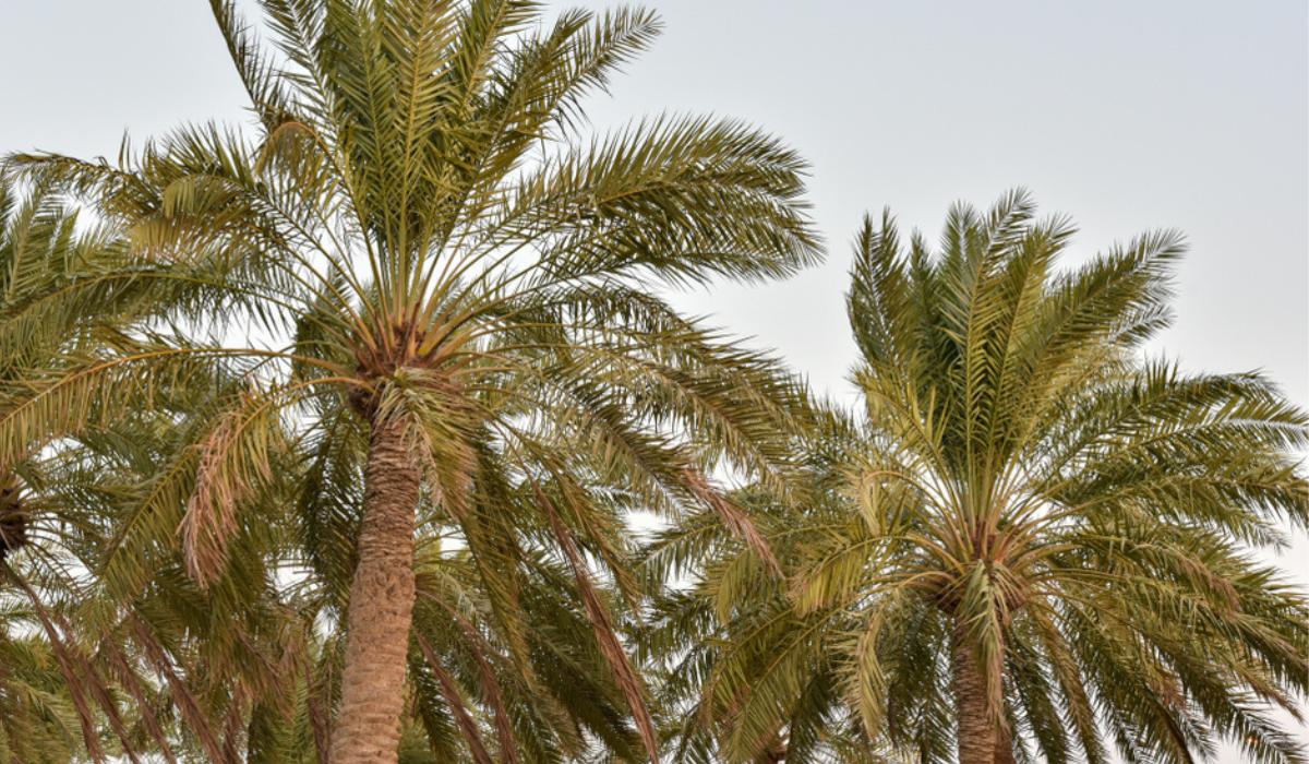 Types of Palm Trees